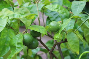 西洋參 從花園到經(jīng)濟的綠色寶藏