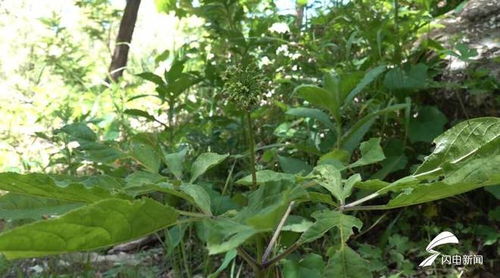 濰坊人參生態(tài)種植蓬勃發(fā)展，產(chǎn)品創(chuàng)新助力中醫(yī)藥產(chǎn)業(yè)升級