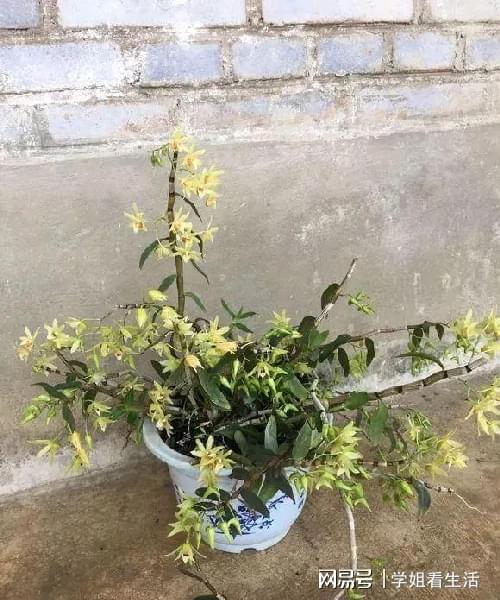 陽臺綠植新風(fēng)尚 自種人參靈芝石斛與西洋參，養(yǎng)生健康觸手可及