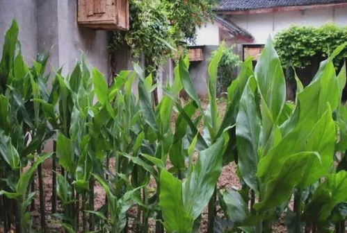 田間珍寶 地上酷似生姜、營養堪比人參的野生野菜