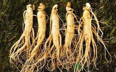 新鮮人參的價格與種植 從選購到培育的實用指南